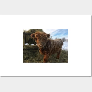 Scottish Highland Cattle Calf 1895 Posters and Art